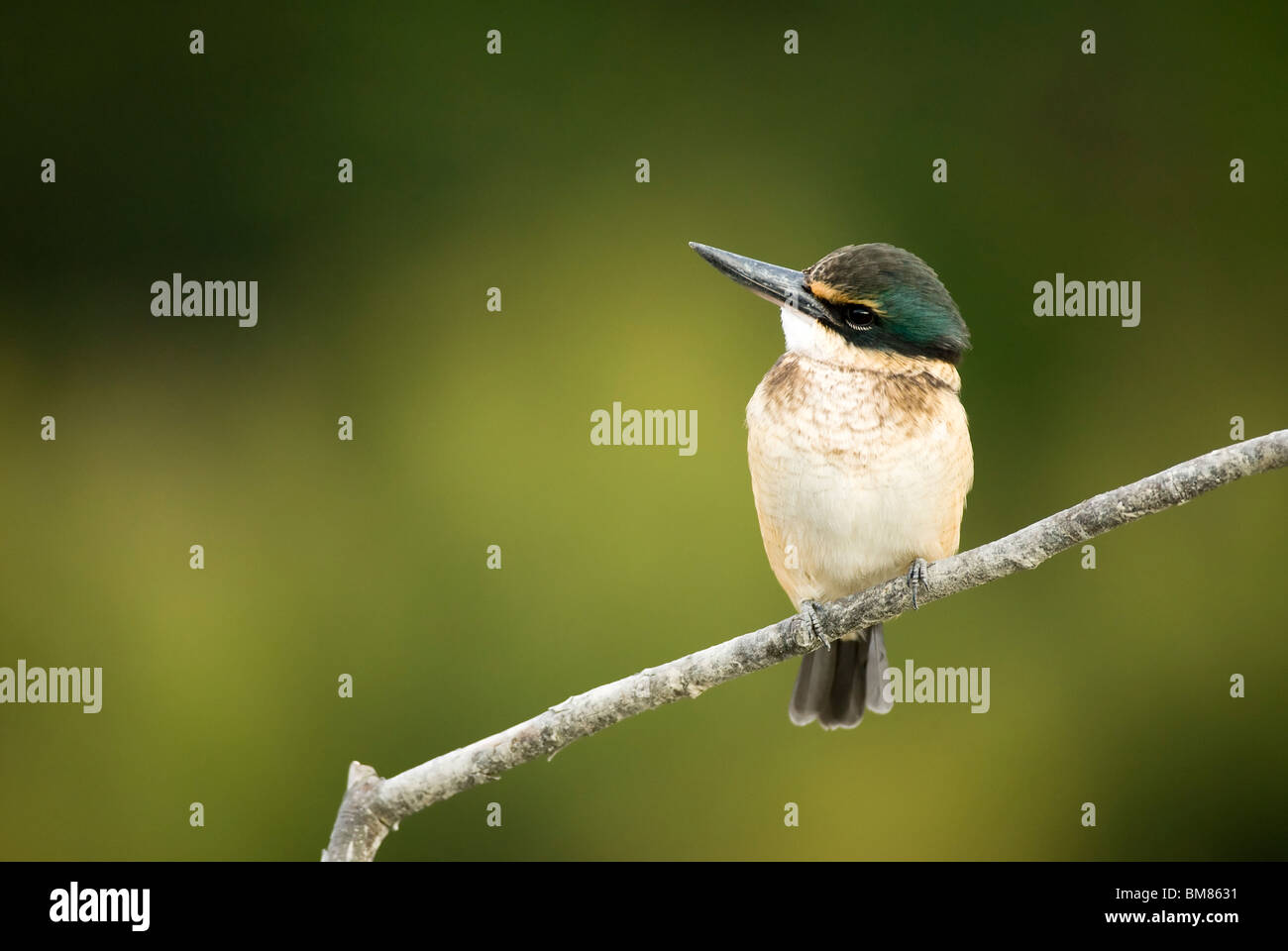 New Zealand Sacred Kingfisher Halcyon sancta Kotare Stock Photo - Alamy
