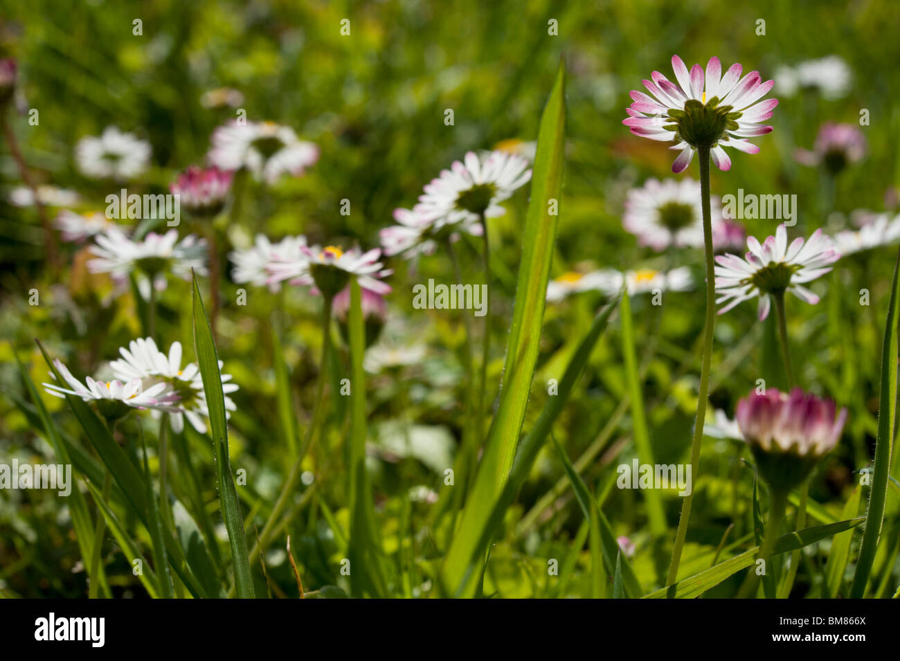 Lawn daisies (Bellis perennis) amidst the grass on a sunny day. Stock Photo