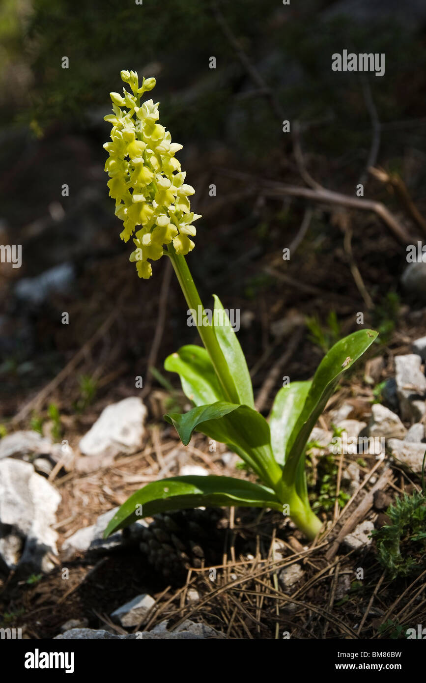 The Orchid Orchis Pellens, found in the Spring in the Taygetus mountains in the Mani, Southern Peloponnese, Greece. Stock Photo