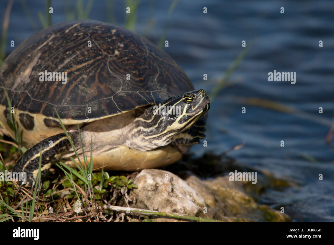 Florida Redbelly Turtle (Pseudemys nelsoni) Stock Photo