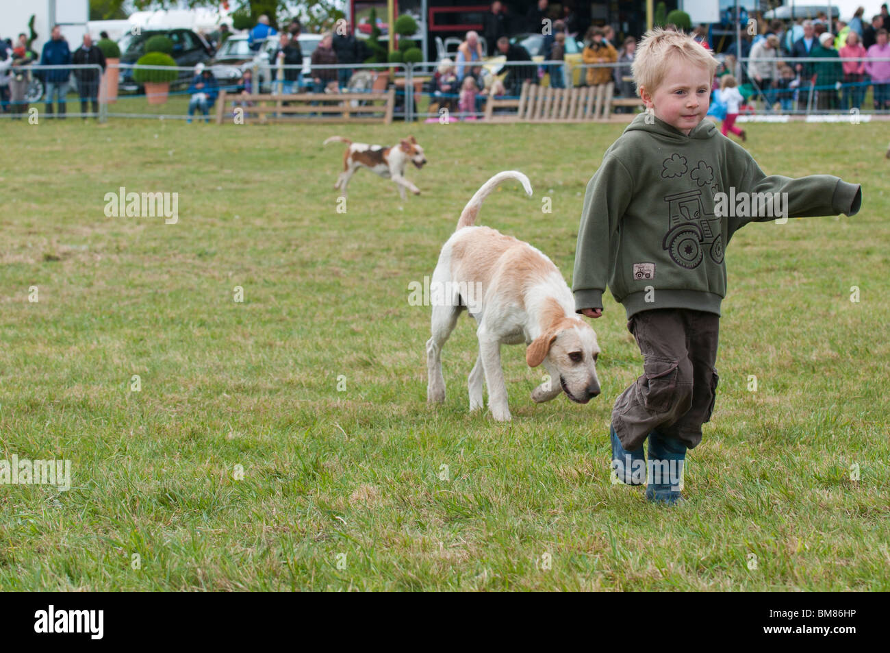 Boy with Essex and Suffolk Hunt fox hound in the main ring of the South Suffolk Show Stock Photo