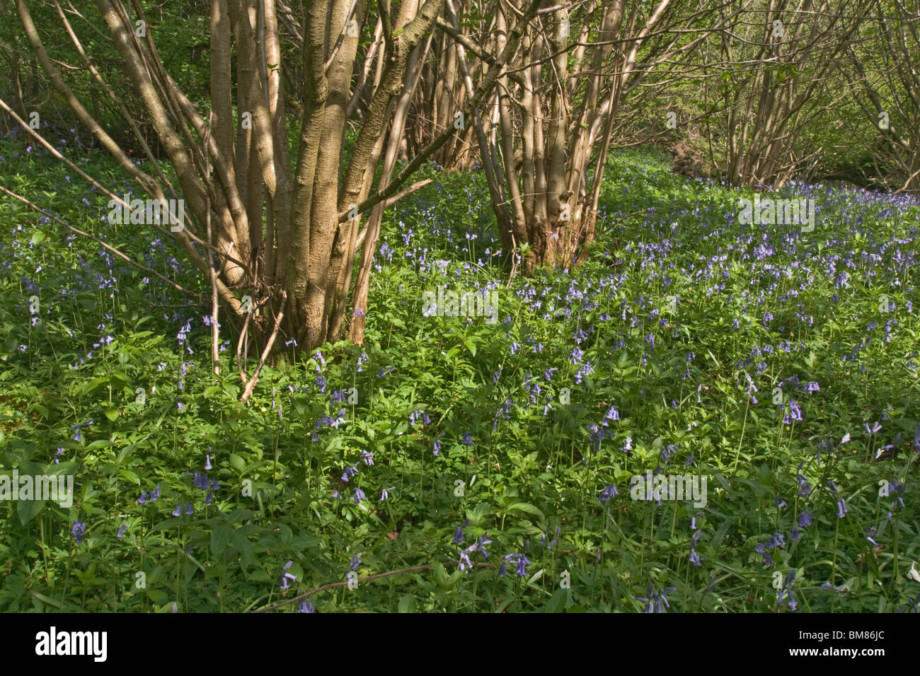 bluebells and coppiced hazel in woodland at Aysgarth, North Yorkshire. Stock Photo