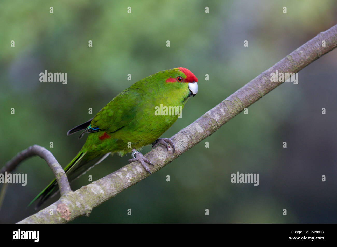 Redcrowned Parakeet Cyanoramphus novaezelandiae Kakariki New Zealand