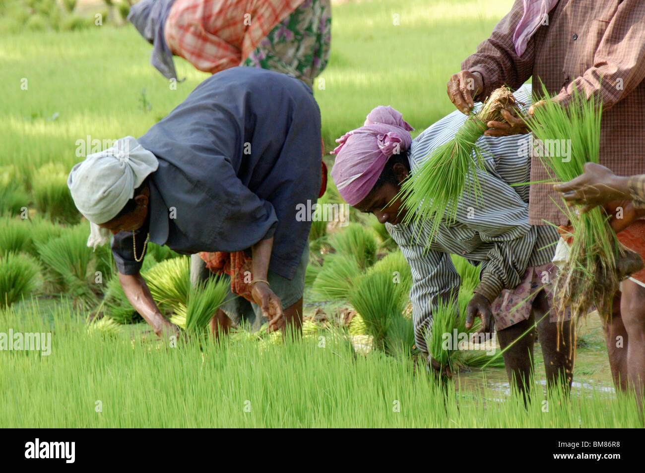 women agriculture workers in paddy fields,palakad,kerala,india,asia