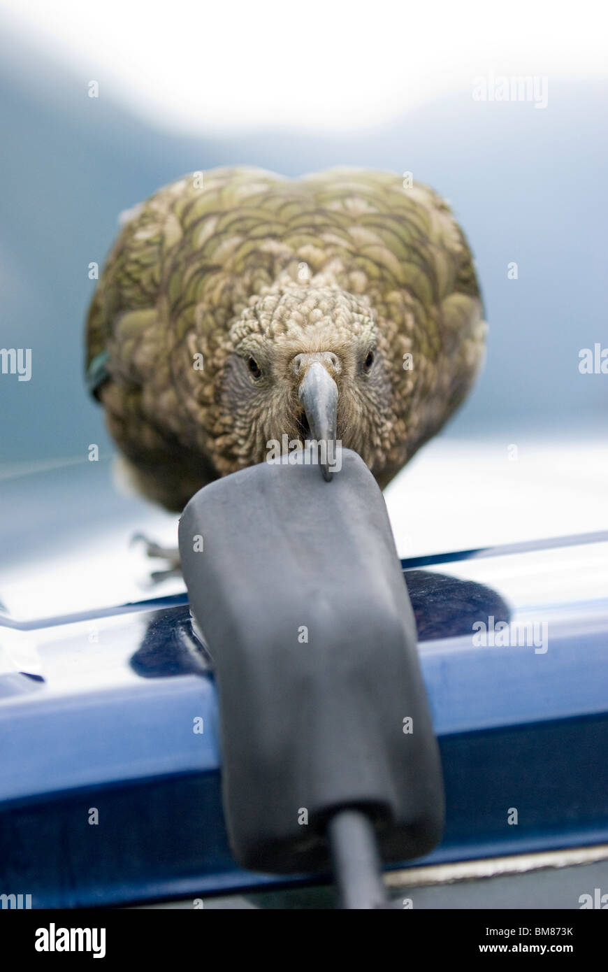 Kea nestor notabilis picking at a car New Zealand Stock Photo