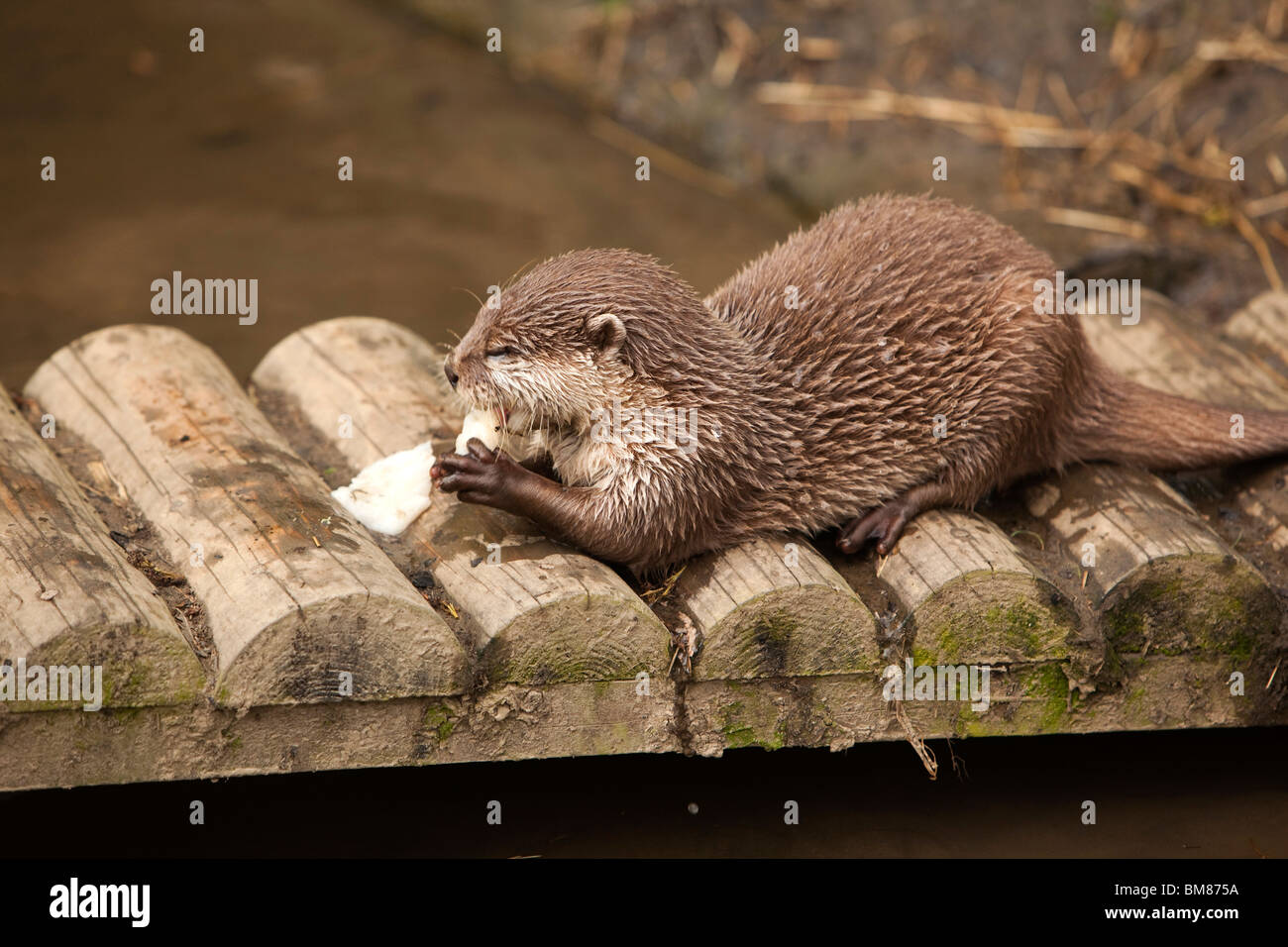 UK, England, Cornwall, North Petherwin, Tamar Otter and Wildlife Centre, Asian short clawed otter feeding Stock Photo