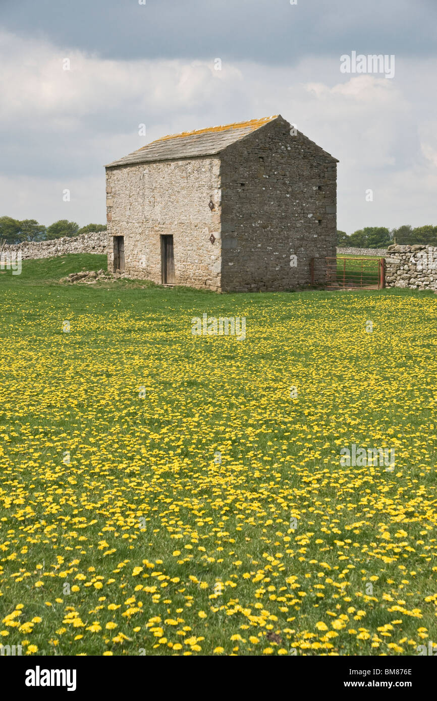 A mass of dandelions in a field near Aysgarth, Yorkshire Dales Stock Photo
