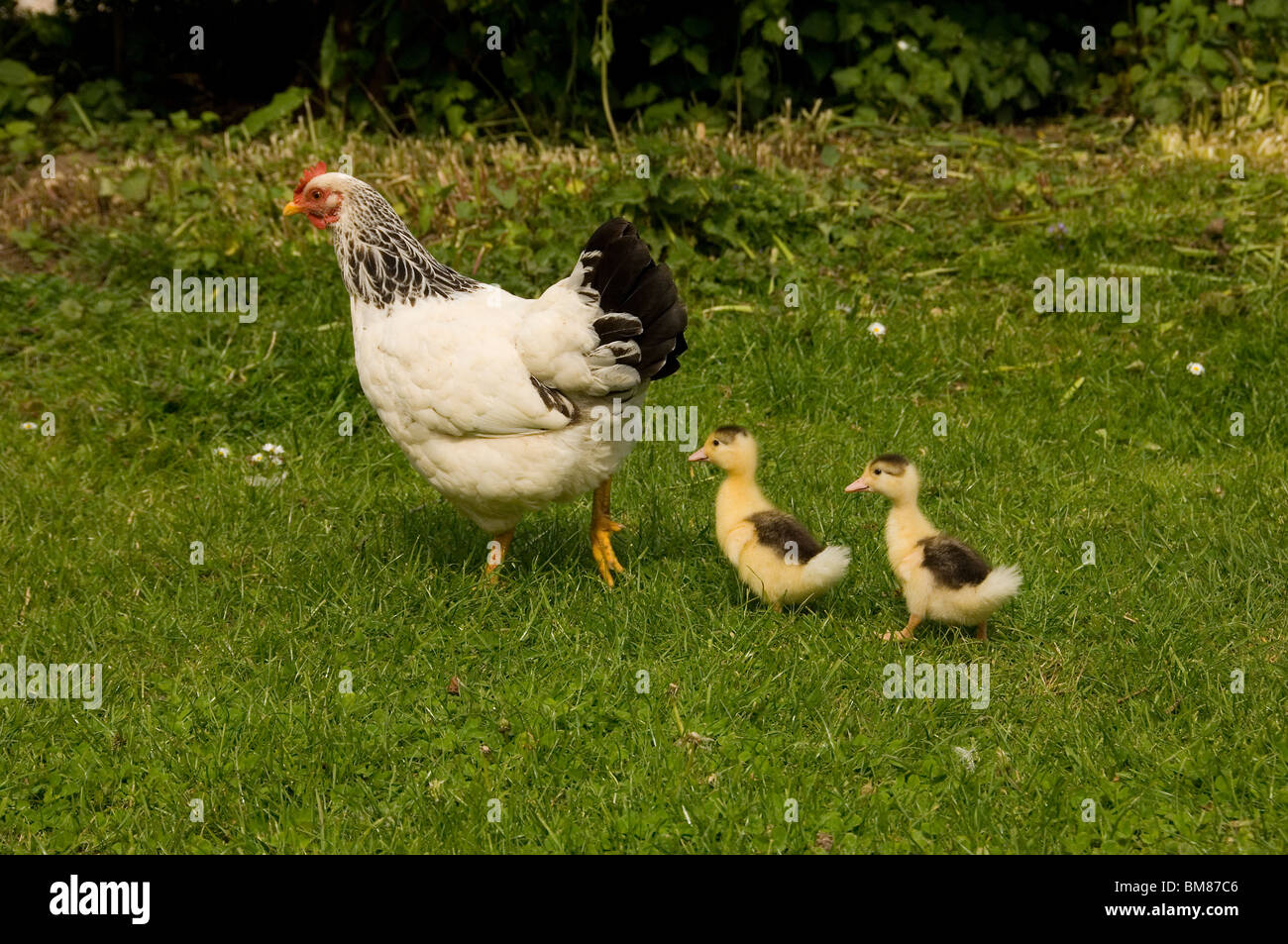 Mother Hen & Ducklings Stock Photo