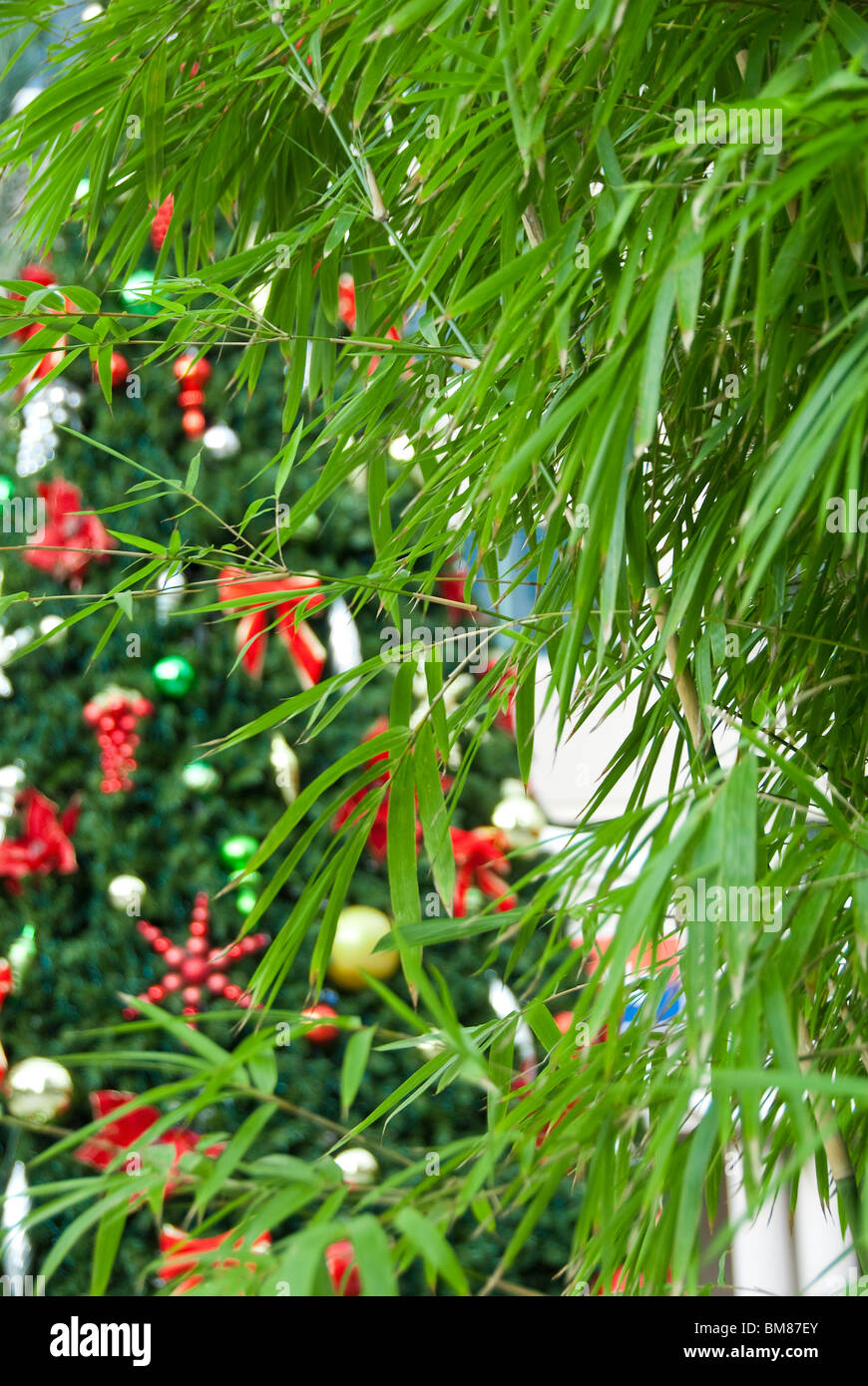 Exterior close-up of Christmas tree ornaments and bamboo landscaping on Las Olas Boulevard in Fort Lauderdale, Florida, USA Stock Photo