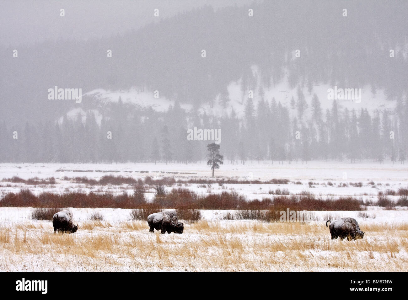 Bison Buffalo Wyoming Yellowstone Stock Photo Alamy