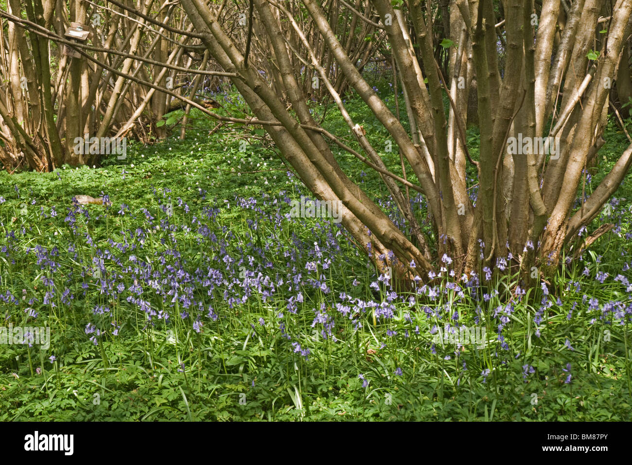 bluebells and coppiced hazel in woodland at Aysgarth, North Yorkshire. Stock Photo