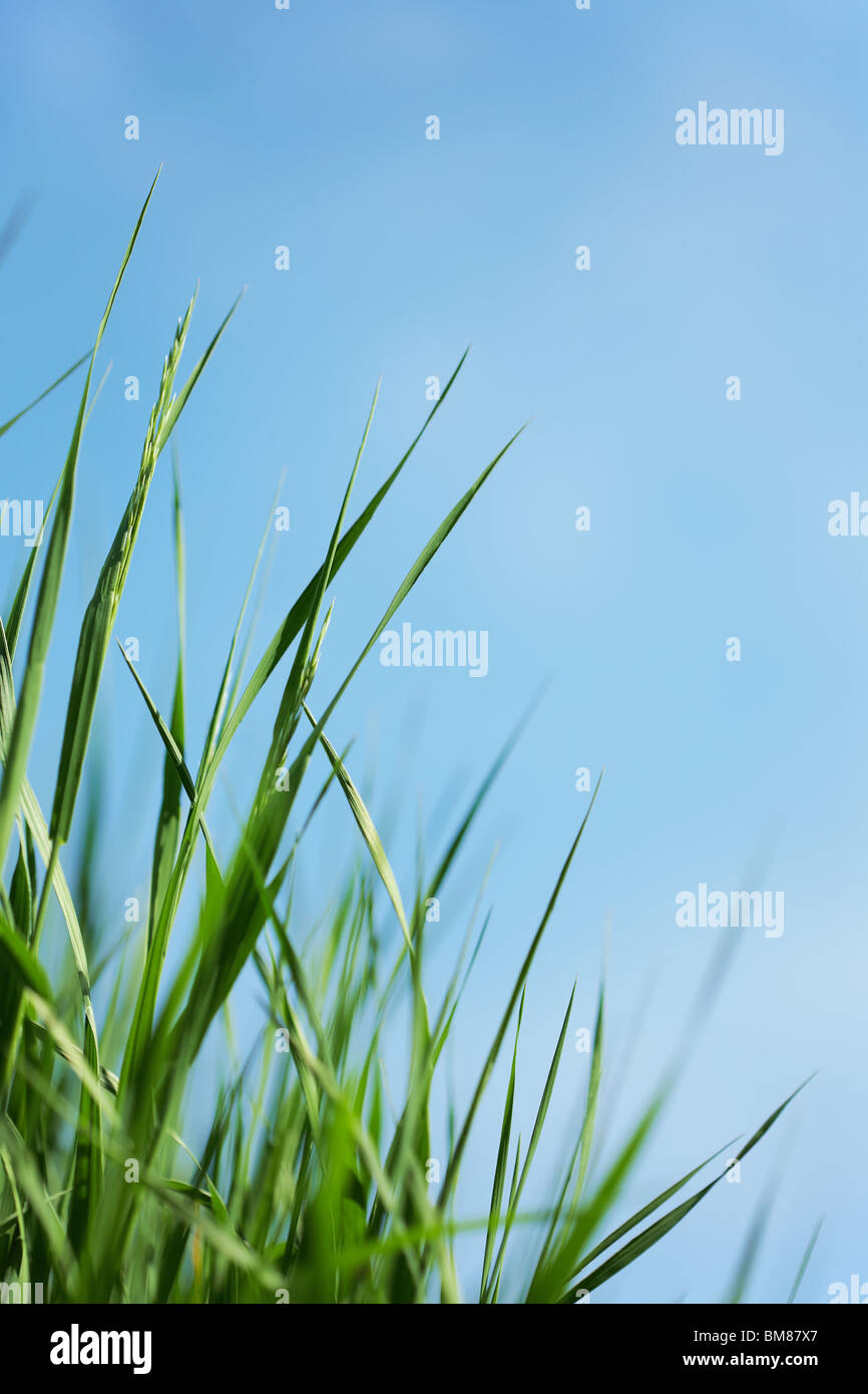 Green grass and blue sky background Stock Photo - Alamy