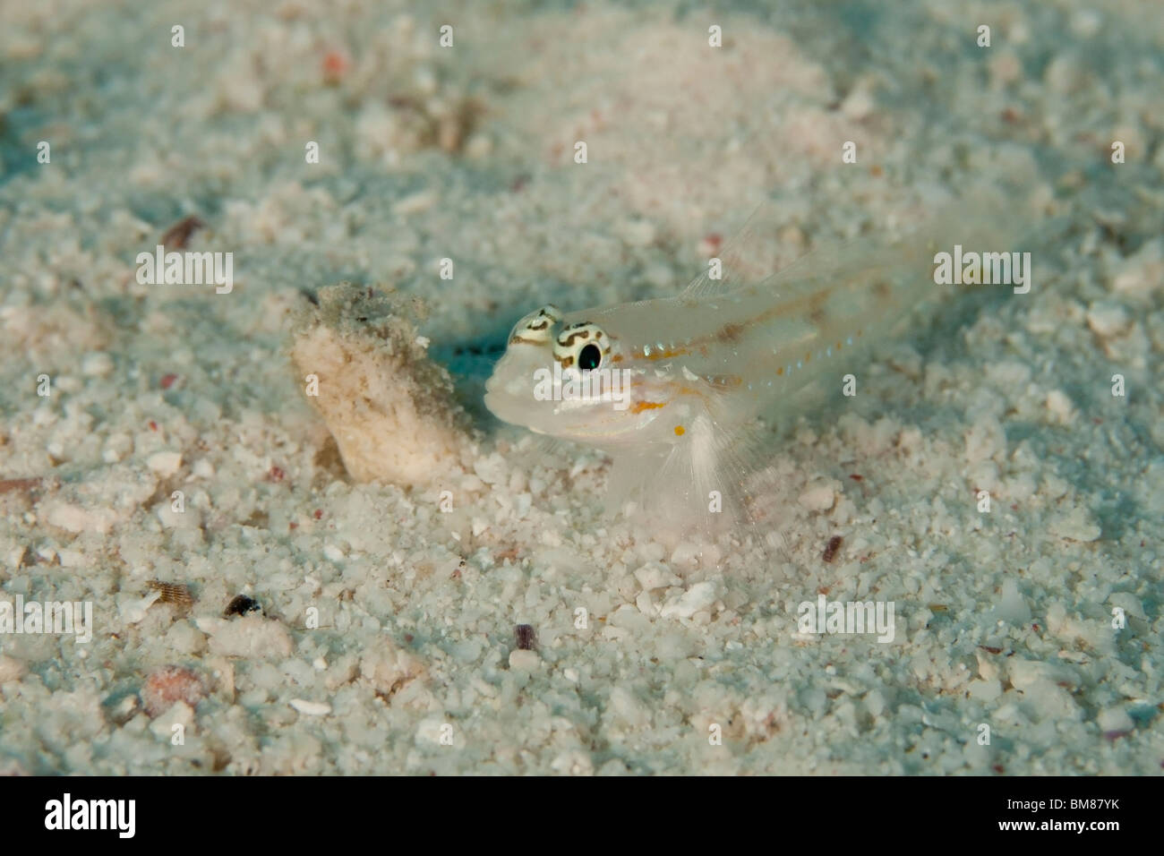 Bridled Goby (Coryphopterus glaucofraenum) resting on a sandy ocean bottom in Bonaire, Netherlands Antilles. Stock Photo