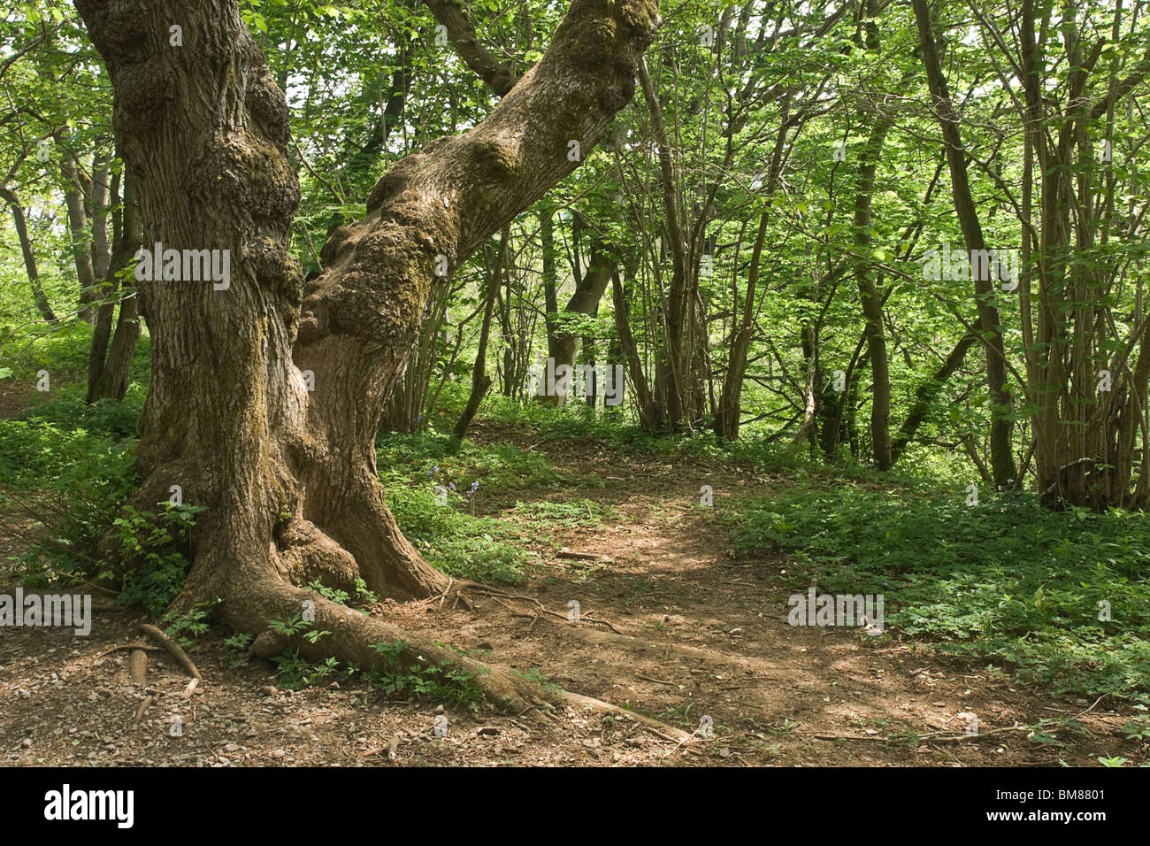 Ancient woodland at Aysgarth, North Yorkshire, UK Stock Photo