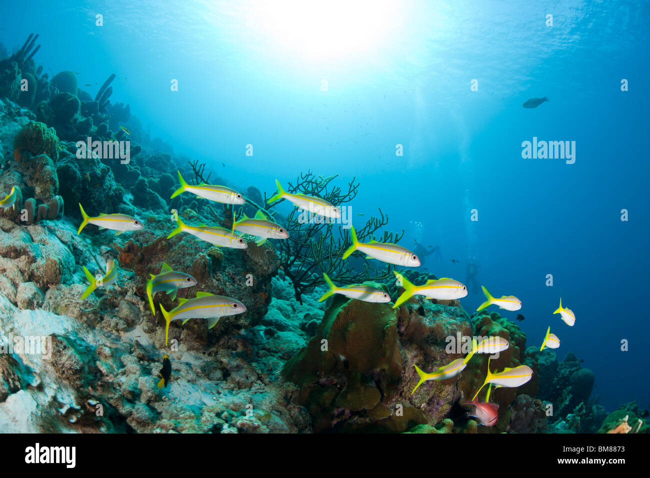 Yellow Goatfish (Mulloidichthys martinicus) swimming over a tropical reef in Bonaire, Netherlands Antilles. Stock Photo