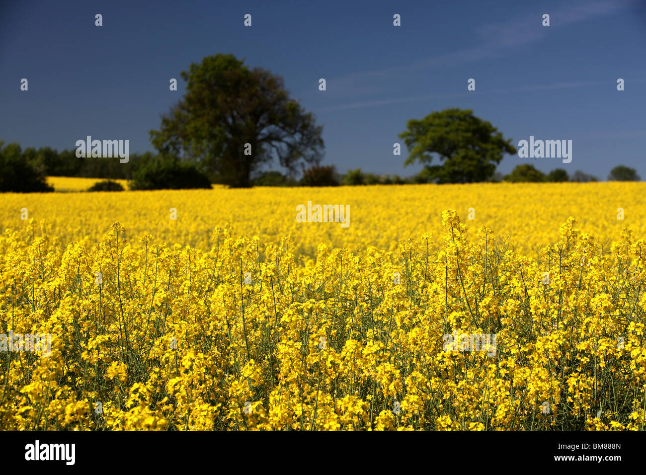 Oil Seed rape fields near Finchingfield in Essex, England Stock Photo