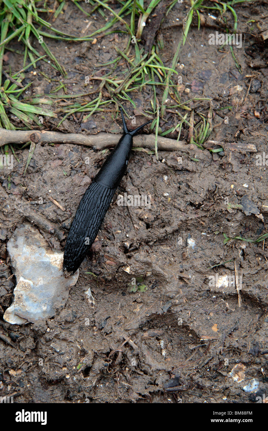 A large black slug, arion ater, on The Ridgeway, a public footpath close to Wendover, Aylesbury,  Buckinghamshire, UK. May 20 Stock Photo