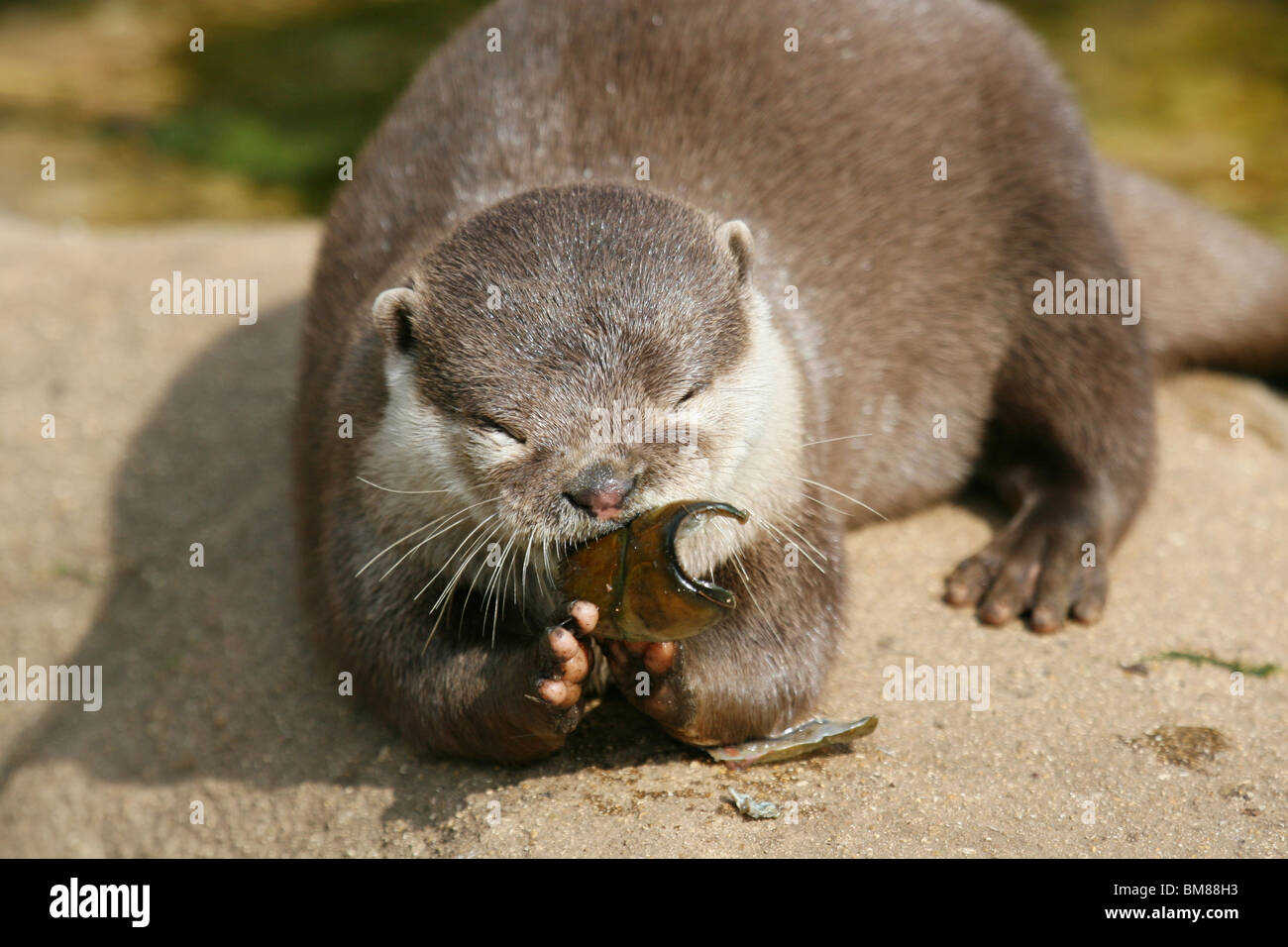 oriental small clawed otter Stock Photo