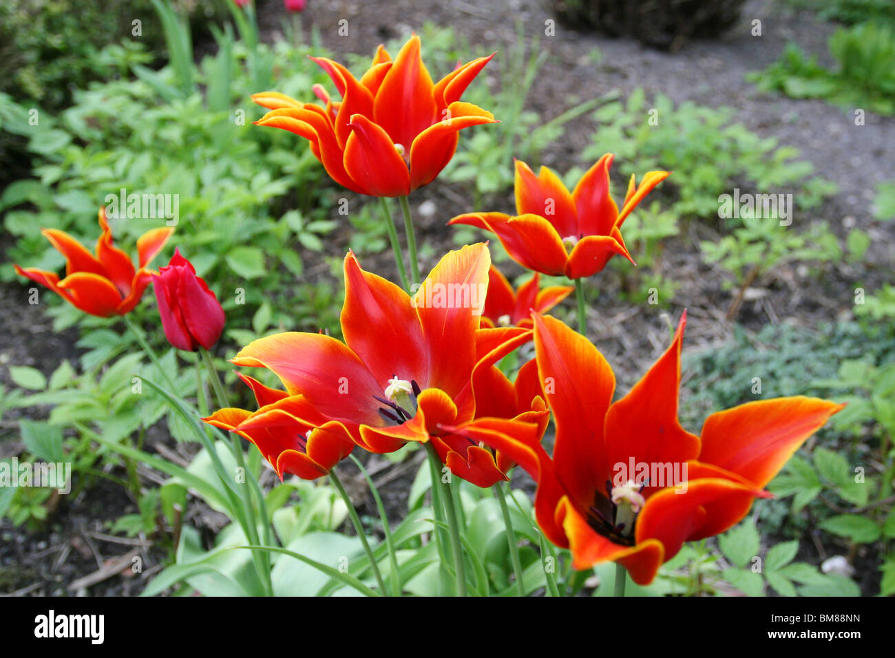 Aladdin Lily flowering tulip Stock Photo