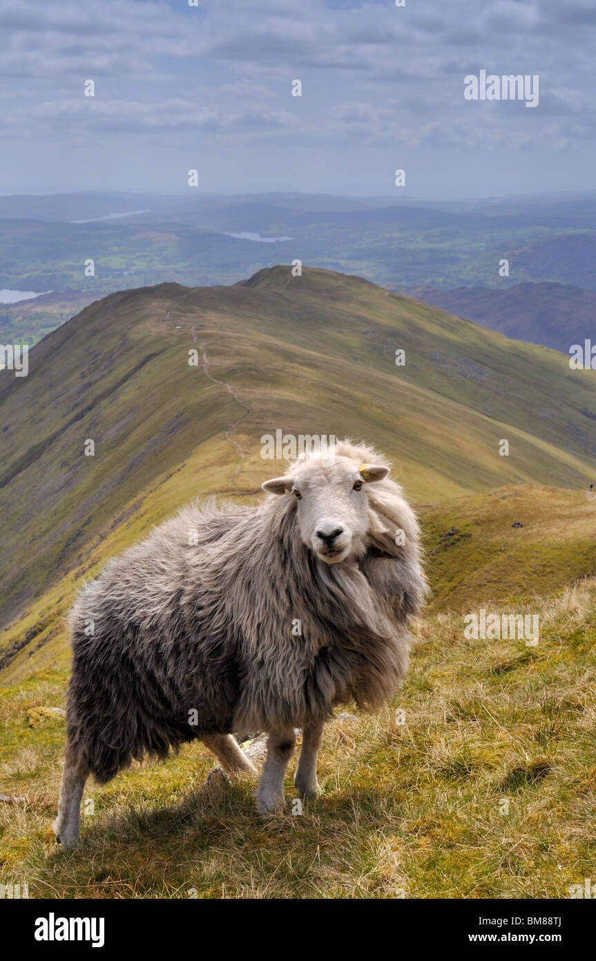 Herdwick sheep high on the Lakeland fells with Heron Pike in the distance Stock Photo