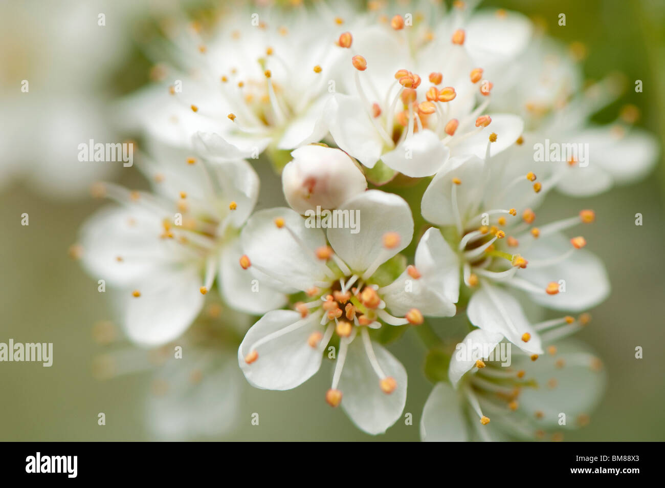 Prunus Mahaleb 'St Lucie Cherry' in flower in spring Stock Photo