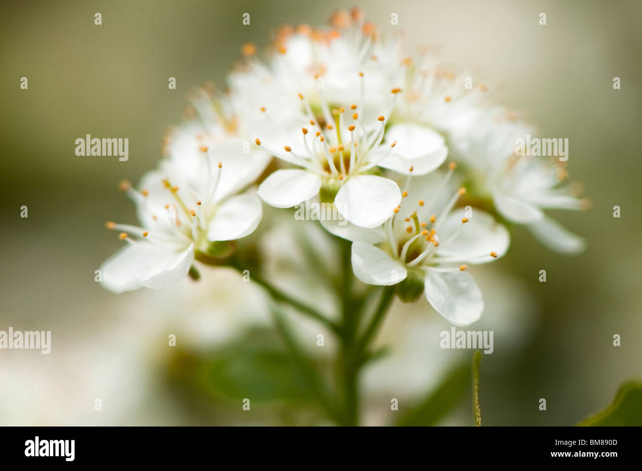 Prunus Mahaleb 'St Lucie Cherry' in flower in spring Stock Photo
