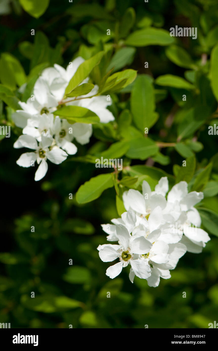 White exochorda in flower in spring Stock Photo