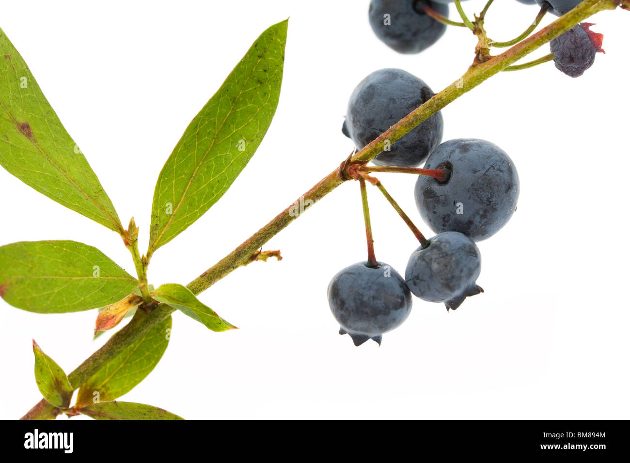 Blueberry tree hires stock photography and images Alamy