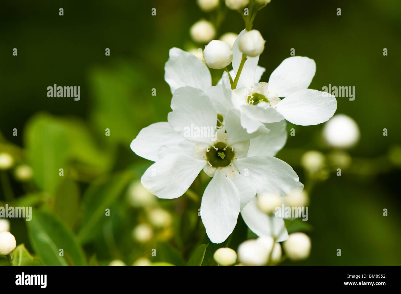White exochorda in flower in spring Stock Photo
