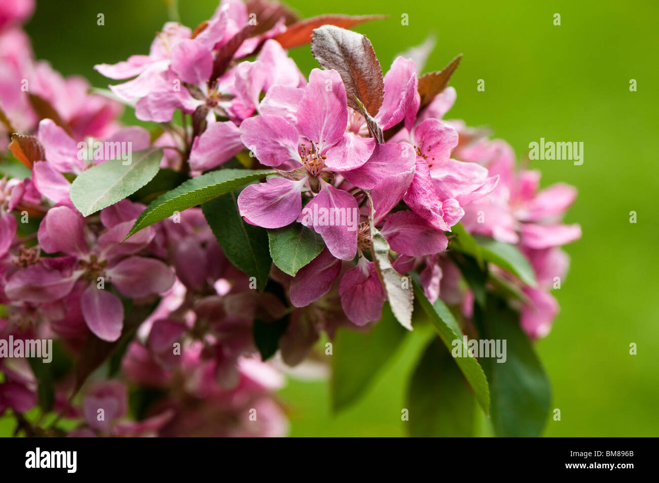 Malus x platycarpa, Hybrid Crab Apple, in flower in spring Stock Photo