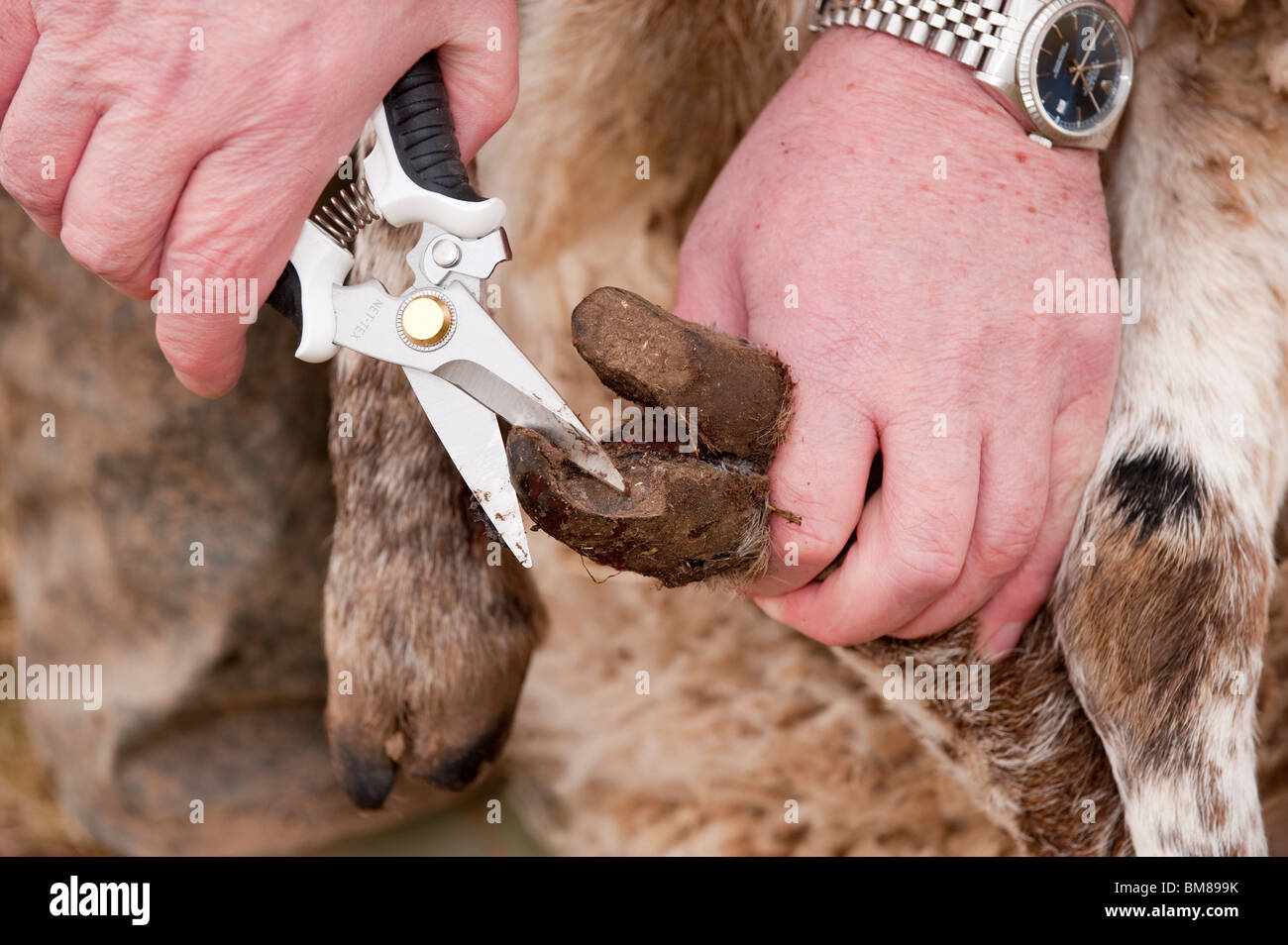 Sheeps foot rot hires stock photography and images Alamy