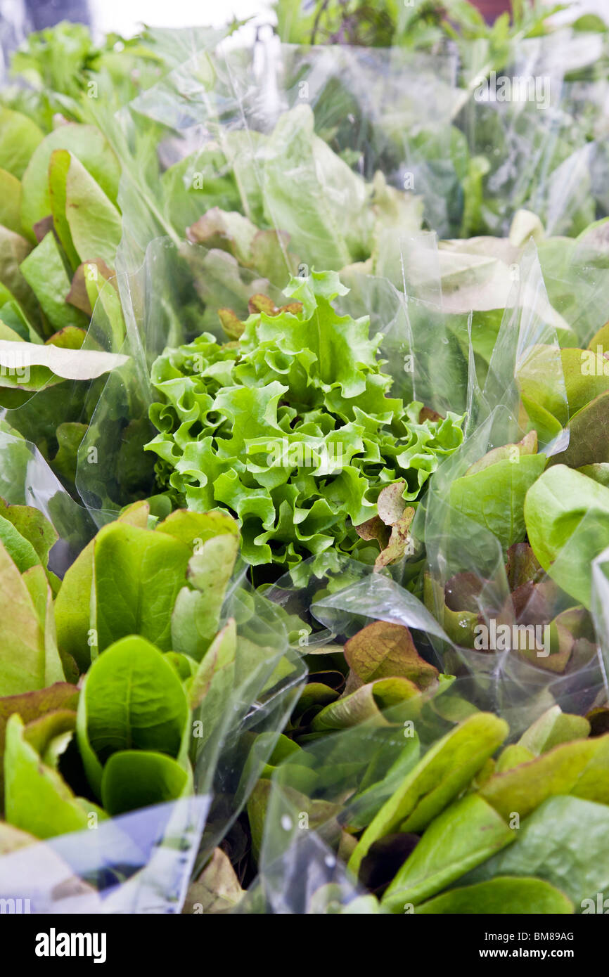 Cellophane wrapped hires stock photography and images Alamy