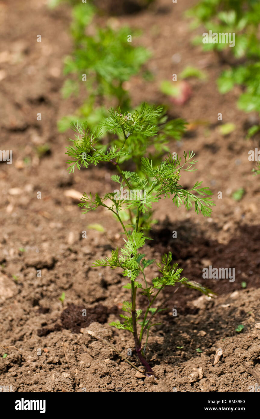 Young Coriandrum sativum, Coriander plants growing in the kitchen