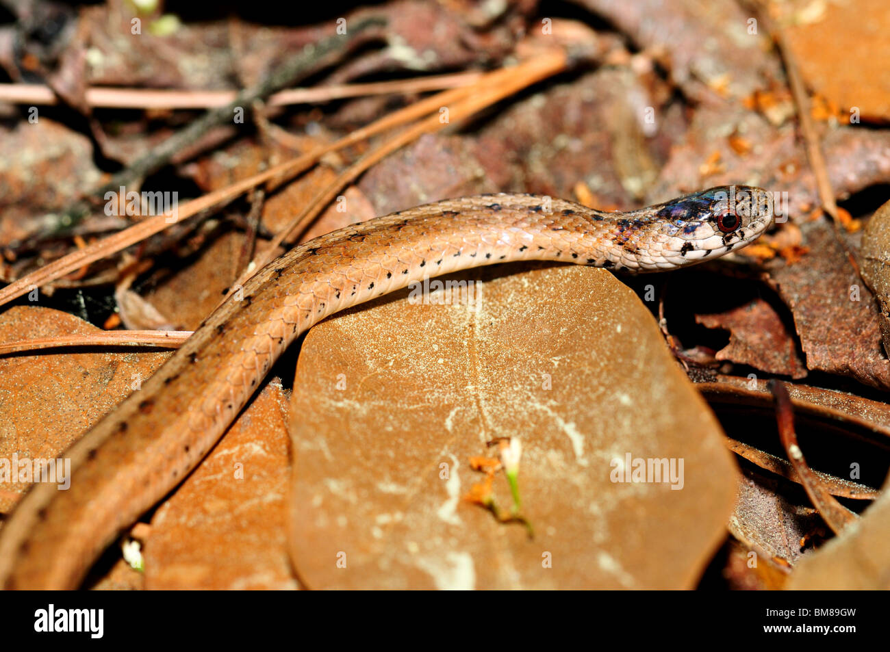 A brown garter snake Stock Photo Alamy