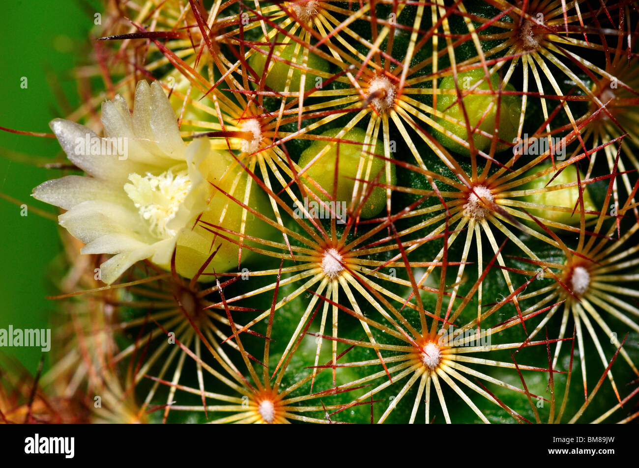 White cactus flower closeup. Stock Photo