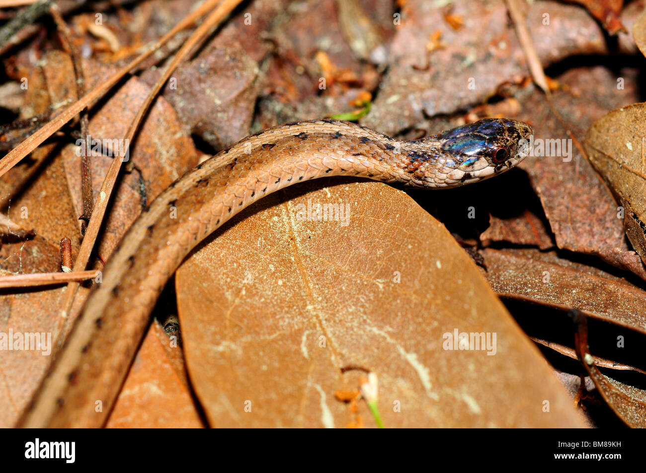 A Brown Garter Snake Texas Usa Stock Photo Alamy
