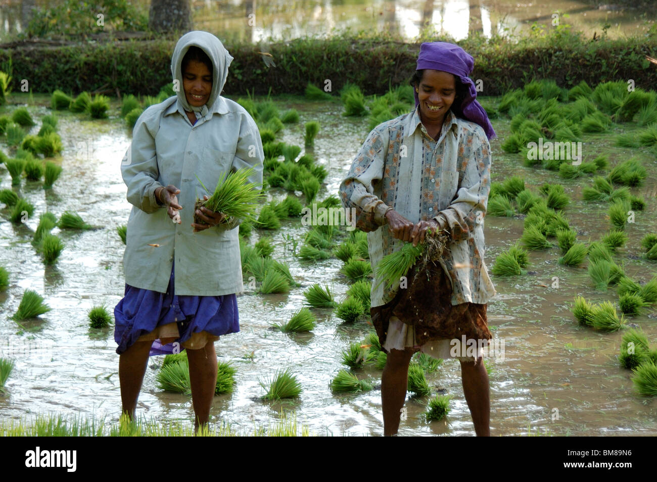 women agriculture workers in paddy fields,kerala,india,asia Stock Photo