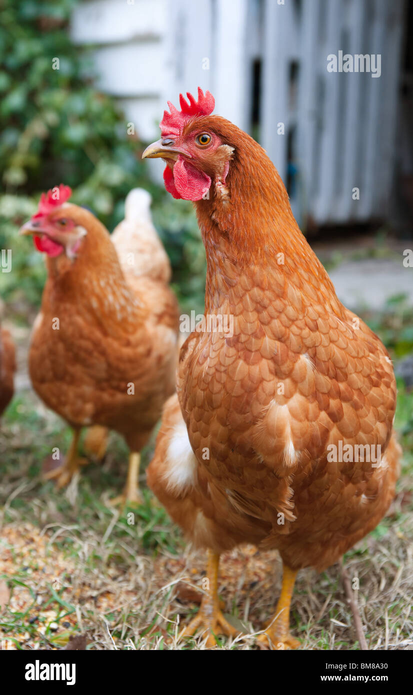 image of isobrown chickens in the yard Stock Photo