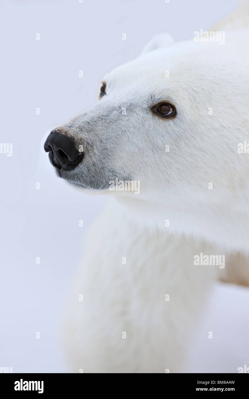 Polar bears Ursus maritimus walks past photographer in high Arctic Stock Photo