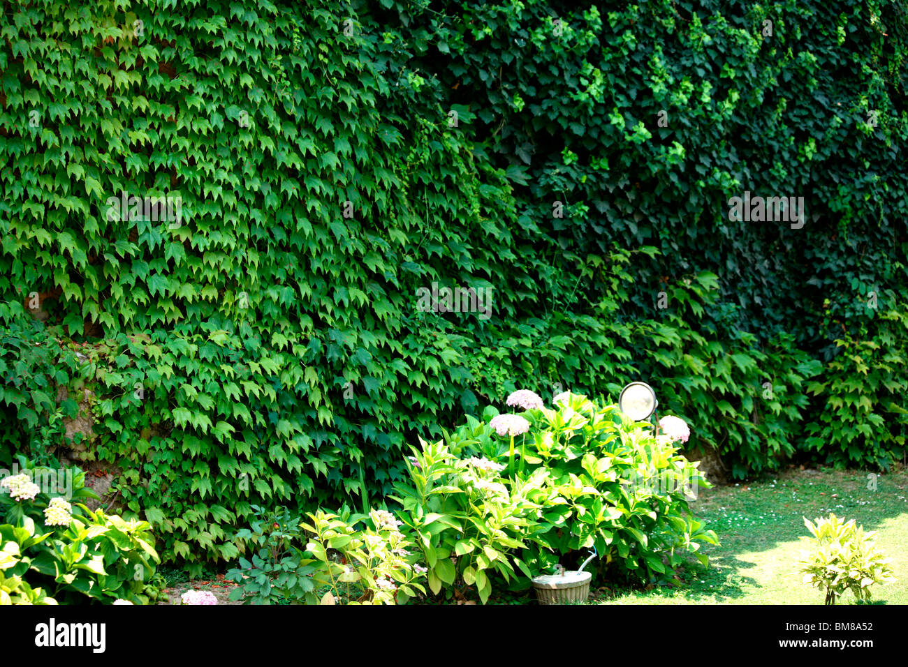 Creepers High Resolution Stock Photography and Images Alamy