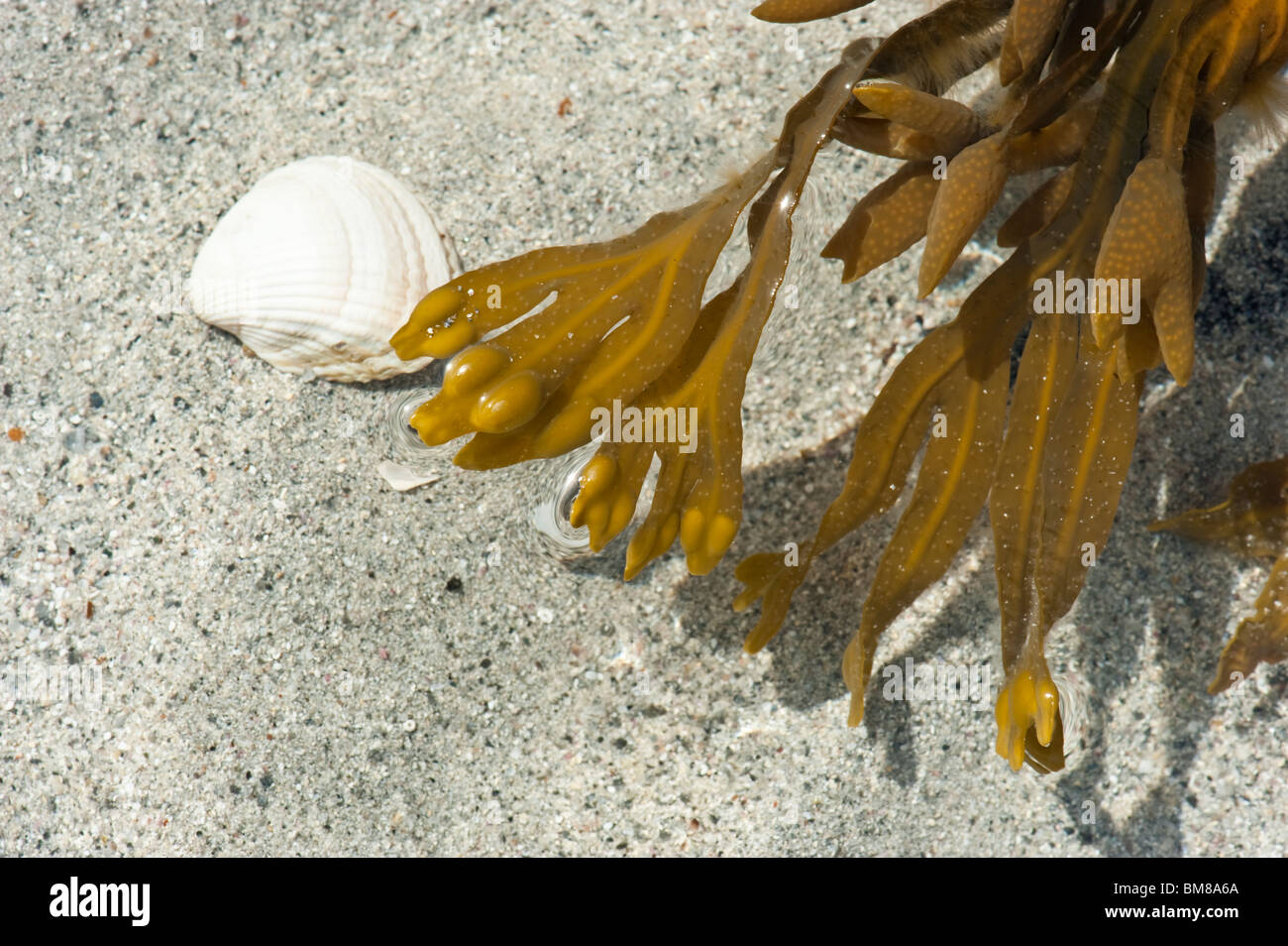 Seaweed & shell in a coastal rock pool Stock Photo Alamy
