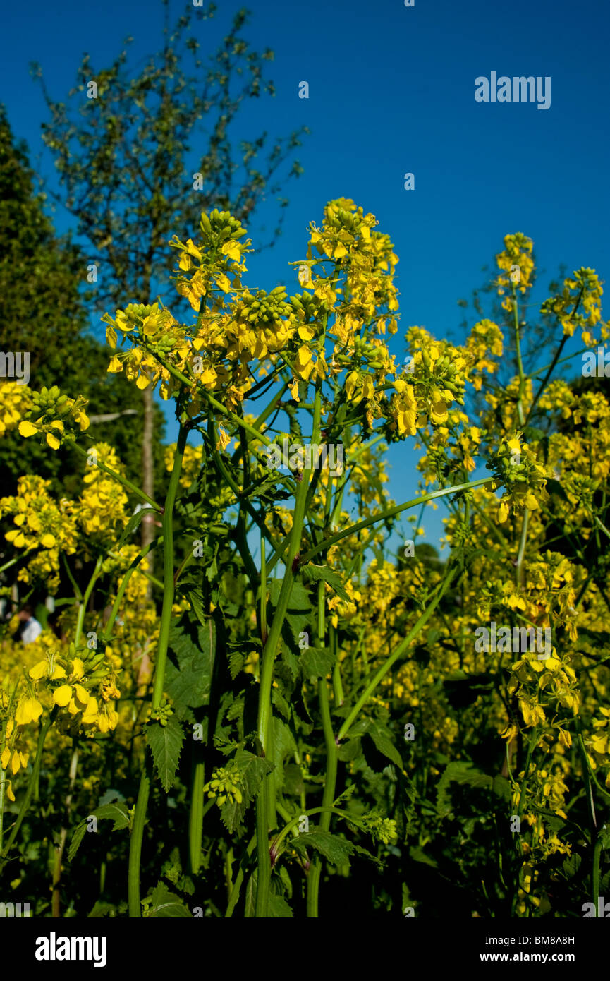 Canola Rapeseed Flowers Field, Bio Fuel, Landscape Stock Photo