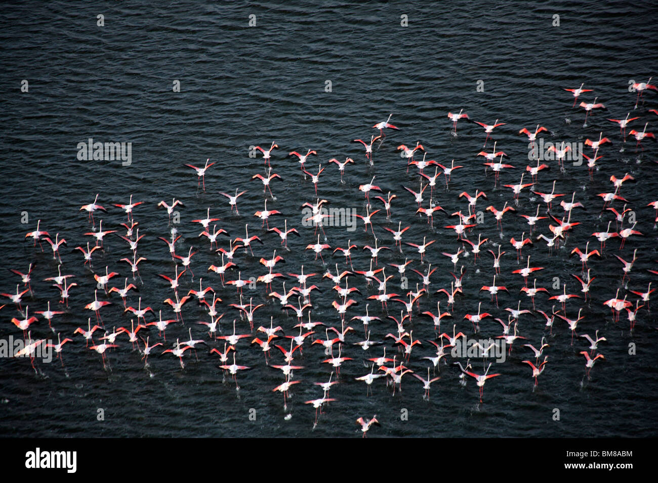 Flock of Flamingos flying over sea- an aerial photograph taken from helicopter Stock Photo
