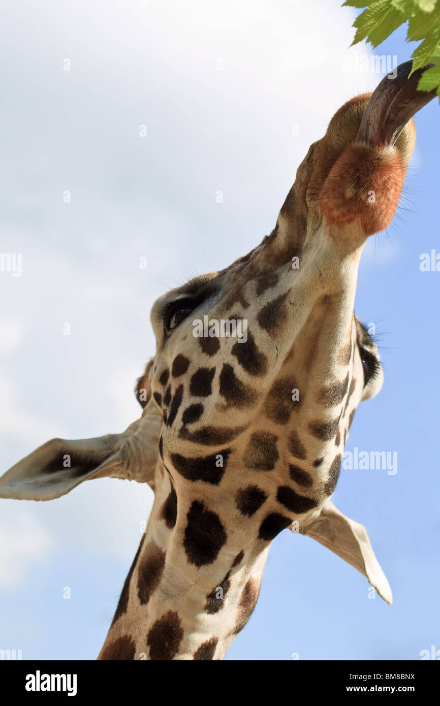 Giraffe tongue taking leaves from a tree. Safari park, England. Giraffa camelopardalis Stock Photo