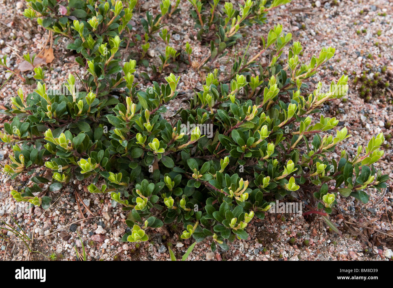 Common Bearberry, Mountain Cranberry (Arctostaphylos uva-ursi), plant. Stock Photo