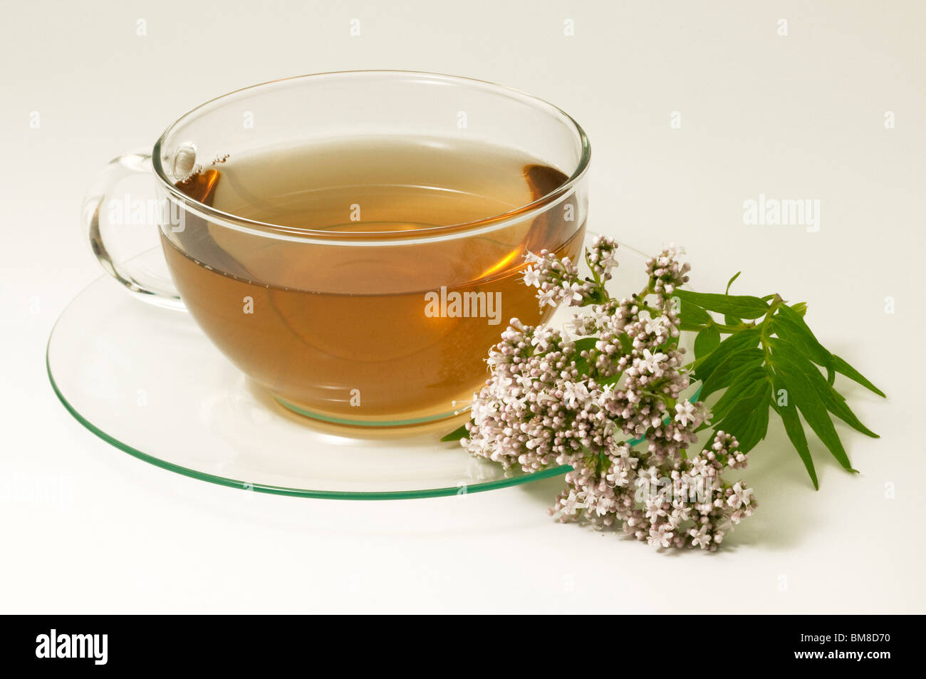 Common Valerian (Valeriana officinalis). A cup of tea with flowers and leaves, studio picture. Stock Photo