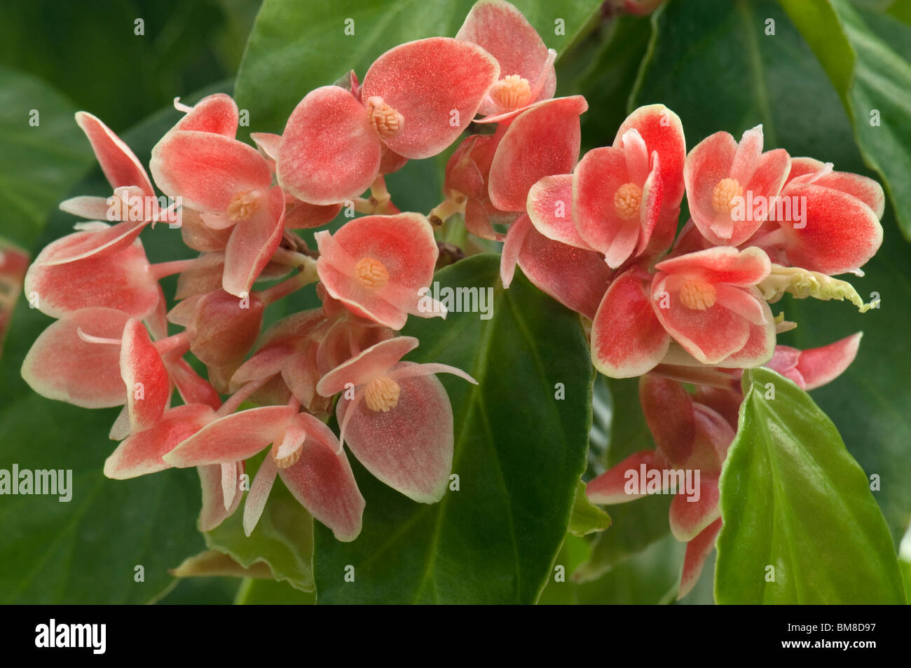 Wild Begonia (Begonia magnifica), flowers. Stock Photo