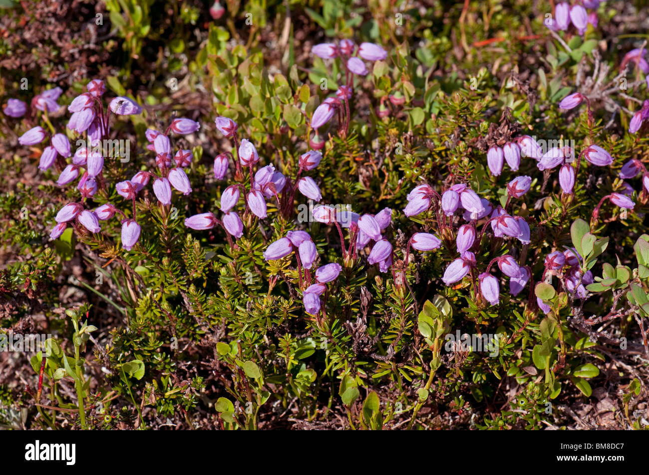 Blue Mountainheath (Phyllodoce caerulea), flowering. Stock Photo