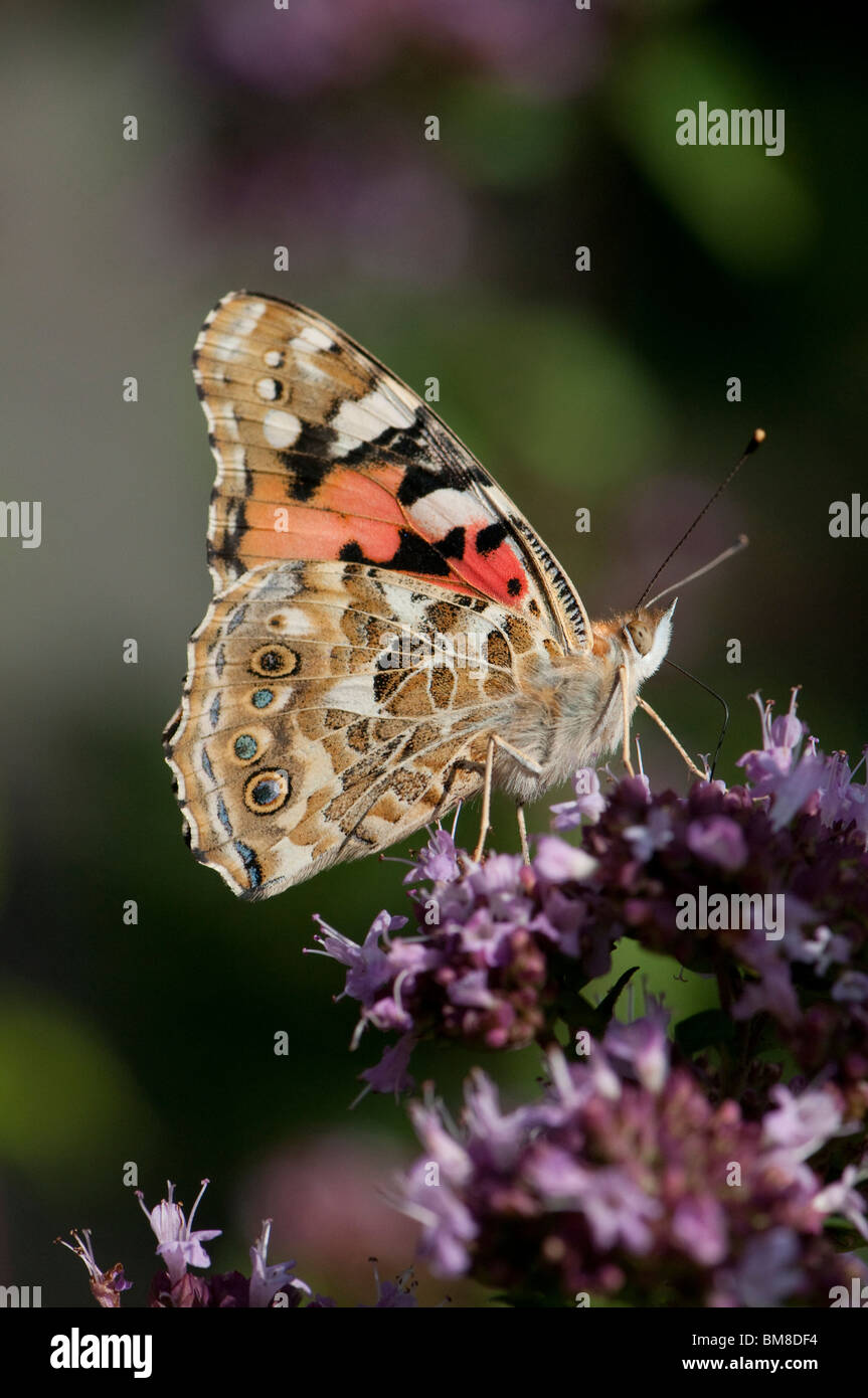 Painted Lady, Thistle Butterfly (Vanessa cardui, Cynthia cardui). Butterfly feeding on Wild Majoram. Stock Photo
