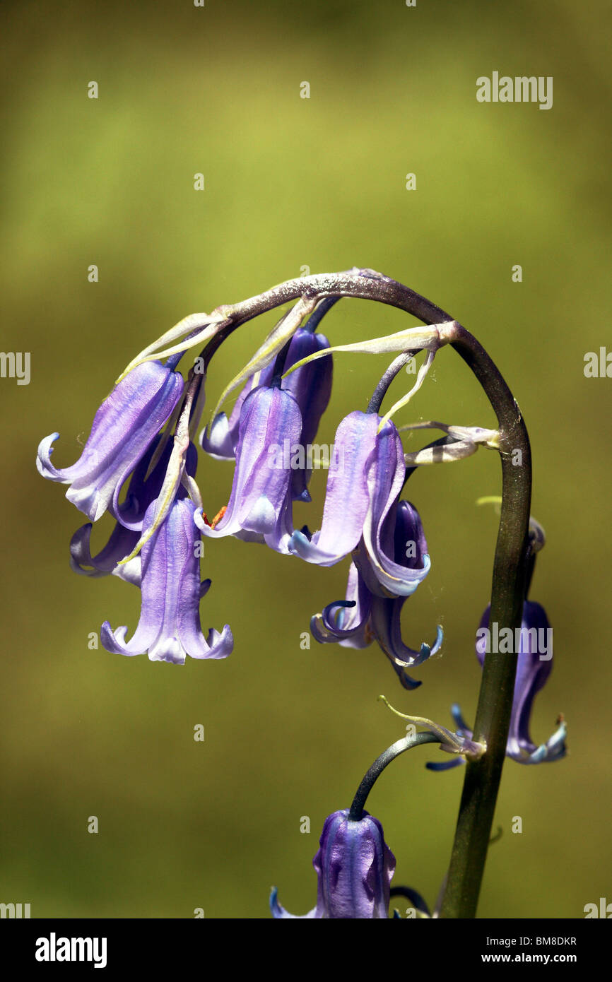 Bluebell Hyacinthoides non-scripta  Family Hyacinthaceae a Spring Woodland Plant Stock Photo